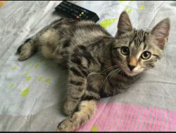 Oferte Adoptii Pisica