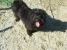 Metis bichon