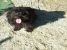 Metis bichon
