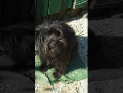 Oferte Adoptii Caine