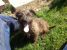 Metis Bichon, mascul, 4 luni, pentru adoptie