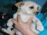 Metis labrador, 3-4 luni, pentru adoptie