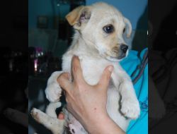 Oferte Adoptii Caine