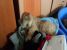Metis Pechinez foarte simpatic