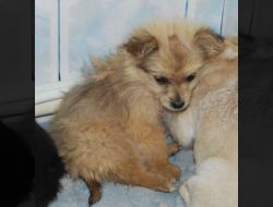 Oferte Adoptii Caine