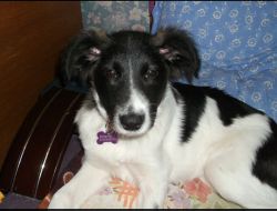 Oferte Adoptii Caine