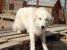 Micky, catel de talie mare pt adopție