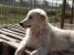 Micky, catel de talie mare pt adopție