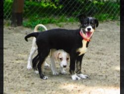 Oferte Adoptii Caine