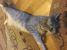 Motan gri tigrat pentru adoptie
