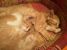 Motanei pufosi pentru adoptie, probabil metis Maine Coon