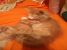 Motanei pufosi pentru adoptie, probabil metis Maine Coon