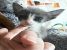 Motanel gri cu alb pentru adoptie