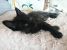 Motanel negru pentru adoptie