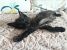 Motanel negru pentru adoptie