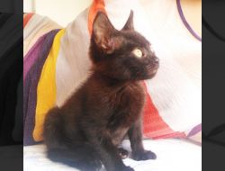 Oferte Adoptii Pisica