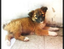 Oferte Adoptii Caine