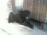 Negrila, catel de curte - adoptie urgenta