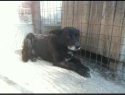 Oferte Adoptii Caine
