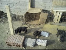 Oferte Adoptii Caine
