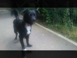 Oferte Adoptii Caine