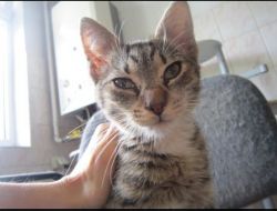 Oferte Adoptii Pisica
