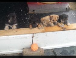 Oferte Adoptii Caine