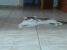 Ofer spre adoptie un motanel
