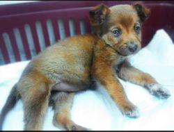 Oferte Adoptii Caine