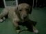 Pierdut caine metis Labrador zona circunvalatiunii Timisoara