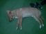 Pierdut caine metis Labrador zona circunvalatiunii Timisoara