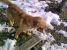 Pierdut caine metis Labrador zona circunvalatiunii Timisoara