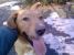 Pierdut caine metis Labrador zona circunvalatiunii Timisoara
