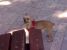 Pierdut catea toy terrier, Zosya, zona Hipodrom (fostul cinema Unirea)