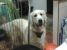 Pierdut femela Golden Retriever Bucuresti- zona Sebastian-Ferentari-Rahova