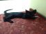 Pisica 2 luni, mascul, pentru adoptie