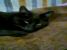 Pisica neagra