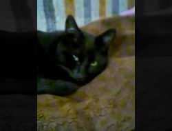 Oferte Adoptii Pisica