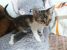 Pisicuta calico pentru adoptie