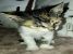 Pisicuta calico pentru adoptie