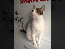 Oferte Adoptii Pisica