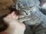 Pisicuta gri tarcat pentru adoptie