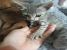 Pisicuta gri tarcat pentru adoptie