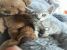 Pisicuta gri tarcat pentru adoptie