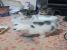 Pisoi pentru adoptie