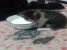 Pisoi pentru adoptie