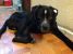 Povestea trista a lui Nero - un tanar metis de Amstaff