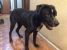 Povestea trista a lui Nero - un tanar metis de Amstaff