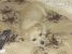 Pufulete spre adoptie