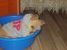 Pufulete spre adoptie